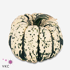 Sweet Dumpling Ornamental Fruit