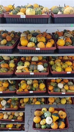 Mixed Ornamental Gourds – Pepo Collection