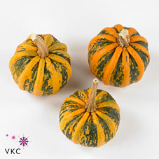 Yellow Kamo Kamo Ornamental Fruit