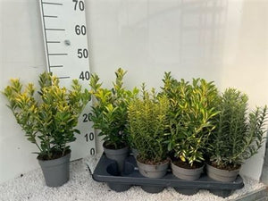 Euonymus Mix – 10.5cm Pot