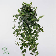White Wonder English Ivy (Hedera helix) – 19cm Pot
