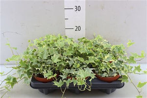 Yellow Ripple Ivy (Hedera helix) – 9cm Pot