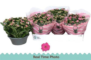 Pink Double Kalanchoe – 7cm Pot