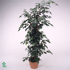 Weeping Fig (Ficus benjamina ‘Danita’) – 17cm Pot