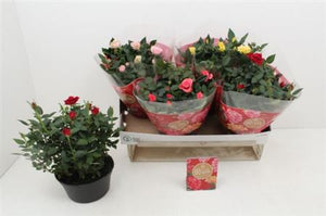 Mixed Rose Houseplant – Rosa, 20cm Pot
