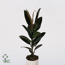 Ficus Elastica ‘Melany’ Rubber Plant – 14cm Pot