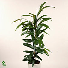 Ficus Amstel King – 27cm Pot, 120cm High