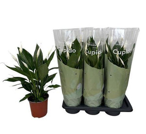 Peace Lily (Spathiphyllum) ‘Bingo Cupido’ – 17cm Pot