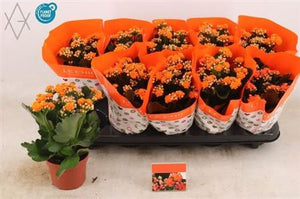 Orange Kalanchoe ‘Perfecta’ – 9cm Pot