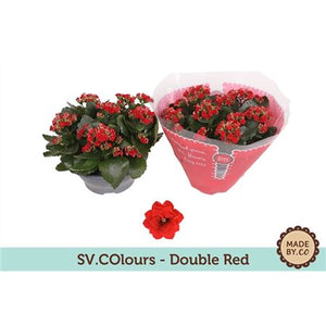 Red Double Kalanchoe – 8cm Pot