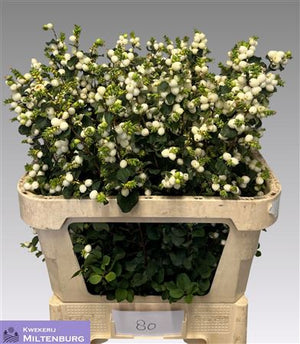 White Snowberry Cut Stems – 60–69cm