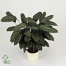 Ctenanthe Compactstar – 17cm Pot, 75cm High