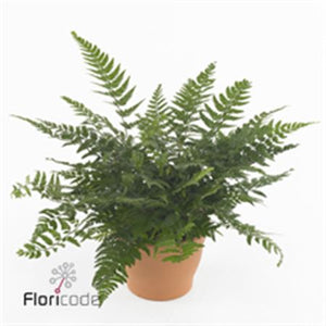 Korean Rock Fern (Polystichum tsussimense) – 12cm Pot