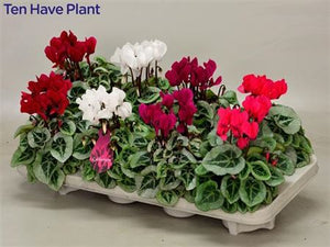 White Cyclamen persicum – 10.5cm Pot