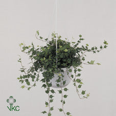 Hedera helix ‘Jessica’ Ivy – 13cm Pot