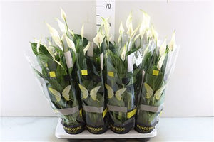 White Peace Lily (Spathiphyllum) – 13cm Pot