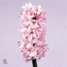 China Pink Hyacinth (Hyacinthus orientalis) – 7cm Pot