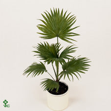 Livistona Rotundifolia Fan Palm – 12cm Pot, 35cm