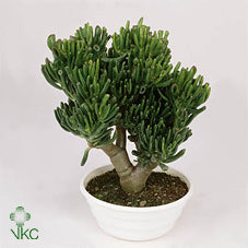 Crassula Horn Tree Succulent – 10.5cm Pot