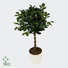 Ficus Moclame (Ficus microcarpa) – 24cm Pot
