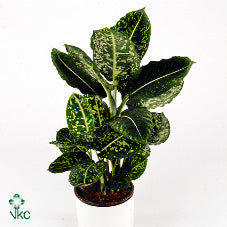 Dieffenbachia ‘Reflector’ – 17cm Pot