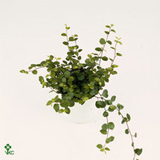 Maori Muehlenbeckia – 22cm Pot, 35cm High