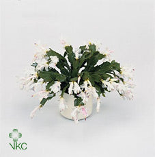 White Christmas Cactus (Schlumbergera) – 7cm Pot
