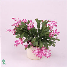 Schlumbergera Christmas Cactus – 9cm Pot