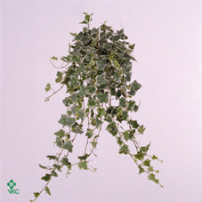 English Ivy ‘Ingelise’ (Hedera helix) – 9cm Pot