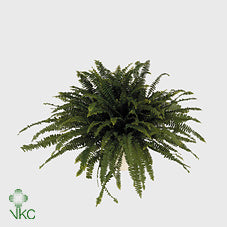 Green Lady Fern (Nephrolepis exaltata) – 17cm Pot