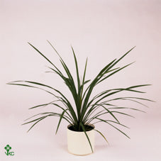 Cordyline Houseplant – 17cm Pot, Approx. 80cm Tall