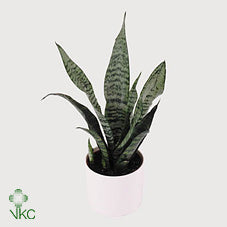 Sansevieria Zeylanica Fan – 12cm Pot