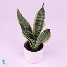 Futura Superba Snake Plant (Sansevieria trifasciata) – 12cm Pot