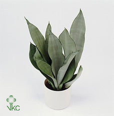 Sansevieria Moonshine – 9cm Pot, Approx. 30cm High