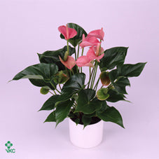 Pink Anthurium ‘Champion’ – 12cm Pot