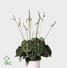 Anthurium Clarinervium – 12cm Pot, 30cm Tall