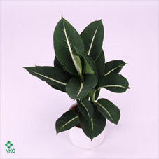 Green Magic Dieffenbachia (Dumb Cane) – 17cm Pot