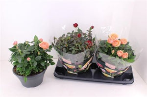 Mixed Patio Rose ‘Hit Carnaval’ – 23cm Pot