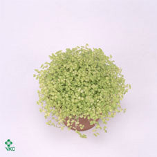 Baby’s Tears Plant (Soleirolia soleirolii) – 11cm Pot