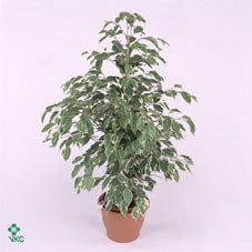 Twilight Weeping Fig (Ficus benjamina) – 17cm Pot, 70cm Tall