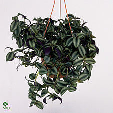 Tradescantia ‘Zebrina Purpusii’ – 7cm Pot