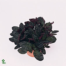 Crispy Red Flame Plant (Hemigraphis) – 8.5cm Pot