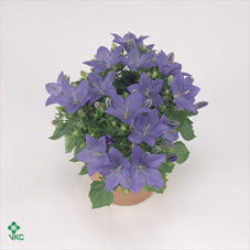 Blue Campanula ‘Napoli’ – 15cm Ceramic Pot
