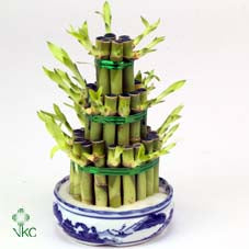 Braided Lucky Bamboo (Dracaena sanderiana) – 14cm Pot