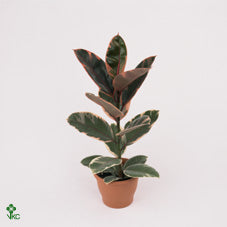 Belize Rubber Plant (Ficus elastica ‘Belize’) – 17cm Pot