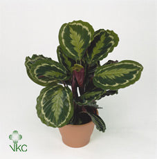 Calathea Medallion – 17cm Pot, Approx. 50cm High