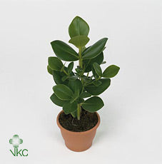 Clusia ‘Ro Princess’ Green Houseplant – 17cm Pot