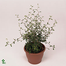 Little Baby Sophora – 12cm Pot, Approx. 35cm