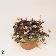 Mixed Crassula Succulent – 12cm Pot, 25cm High