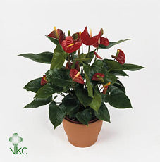 Red Anthurium ‘Red Champion’ – 20cm Pot, 45cm High